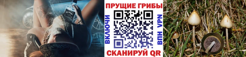 Псилоцибиновые грибы GOLDEN TEACHER  Анапа 